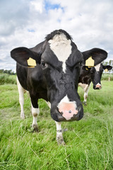 Zwei neugierige Kühe auf der Weide, Hochformat