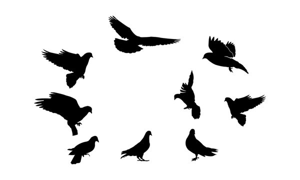 silhouette of a dove