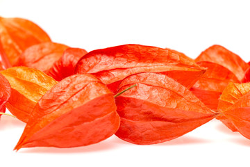 Orange Lampionblumen (Physalis)