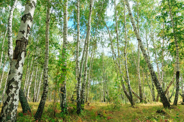 Naklejka premium Birch tree forest in autumn with sunset sunlight