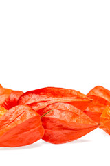 Orange Lampionblumen (Physalis)