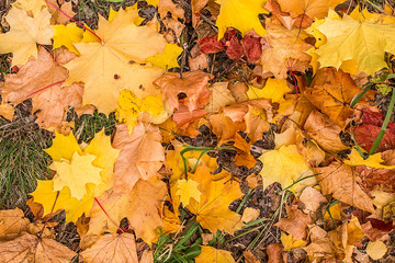 Autumn yellow leaves in the park