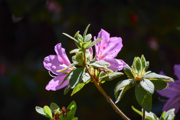 Flores lila en rama contra fondo oscuro y borroso.