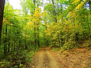 Obraz premium Autumn forest