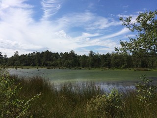 Traumhafte Landschaft im Moor