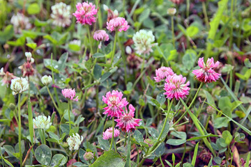 Trifolium pratense or the red clover flowers buds closeup in sum