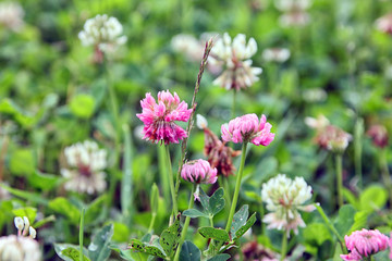 Fototapeta premium Trifolium pratense or the red clover flowers buds closeup in sum