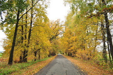 Fototapeta na wymiar autumn road