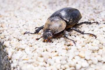 Rhinoceros Beetle (Xylotrupes gideon) on the brick wall