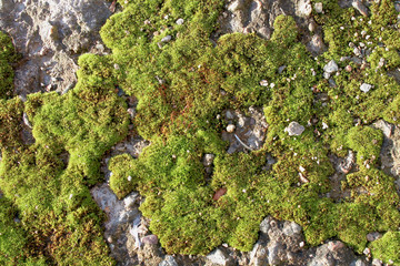 Green moss and grey stones