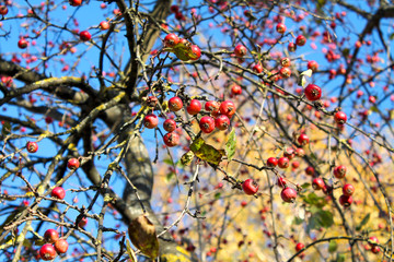 Plenty of small bright red apples against the blue sky