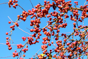 Plenty of small bright red apples against the blue sky