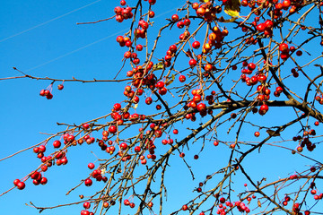 Plenty of small bright red apples against the blue sky