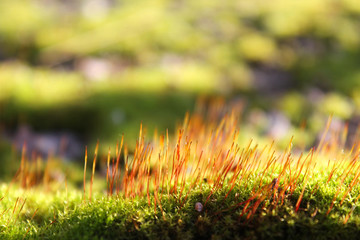 Young green moss growing