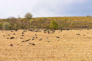 Fototapeta premium Herd of black and white sheeps on a corn field after harvest in autumn in Moldova