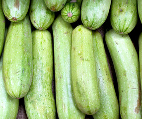 Young zuccinis in rows