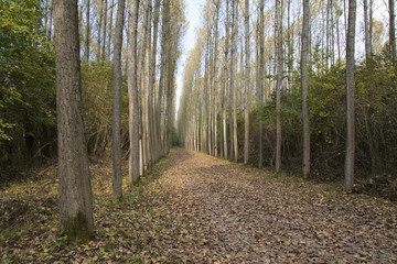 Obraz premium Poplar tree plantation