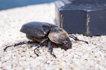 Rhinoceros Beetle (Xylotrupes gideon) on the brick wall