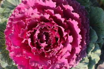 decoration red cabbage