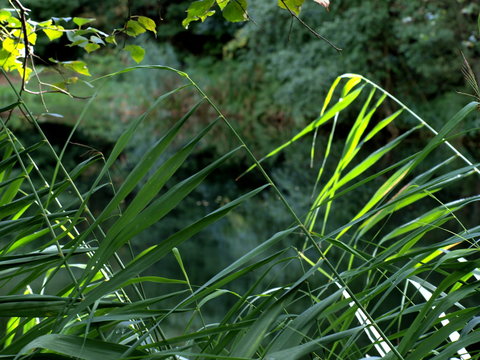 Gras im Blickfeld