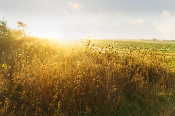 Sunlit  edge of a farmer's field.