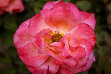 Pink rose