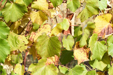 Green and yellow vine leaves in autumn in Moldova