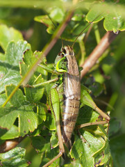 Roesel's bush-cricket (vertical)