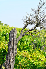 Stehender abgestorbener Baum