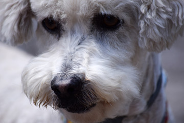 Retrato cercano de pequeño perro blanco.