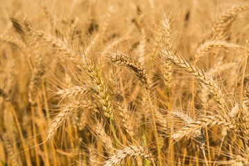 Detail of wheat field ready to be harvested. Selective focus