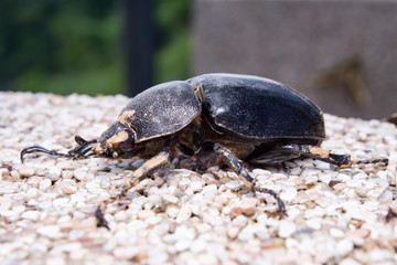 Rhinoceros Beetle (Xylotrupes gideon) on the brick wall