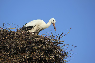 Summer.  Stork in the nest.