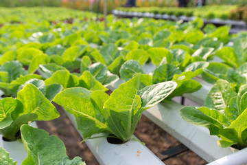 Green Romaine salad plant, hydroponic vegetable leaves