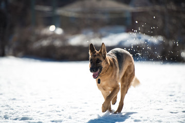 Wide shot of a german shepherd running on snow