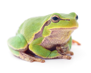 Green frog isollated.