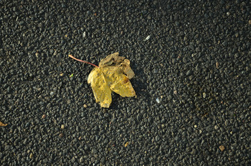 last fall 