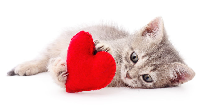 Kitten with red heart.