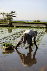 Obraz na płótnie Canvas Field worker in on a rice paddy planting new rice