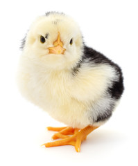 Obraz premium Small yellow chicken.