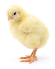 Obraz premium Small yellow chicken.