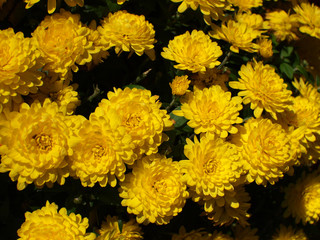 yellow chrysanthemum