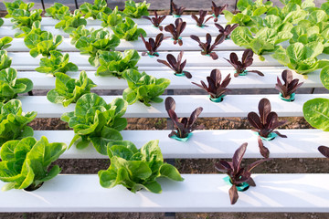 Green Romaine salad plant, hydroponic vegetable leaves
