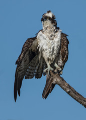 Osprey
