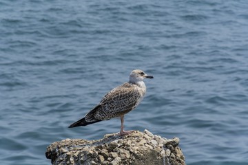 Young seagull on a rock. 