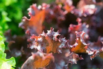 Fototapeta na wymiar Salad leaf. Lettuce salad plant, hydroponic vegetable leaves