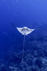 Eagle Ray swimming in the blue