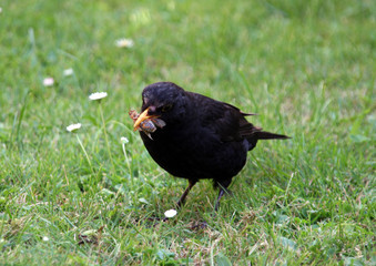 Amsel im Garten