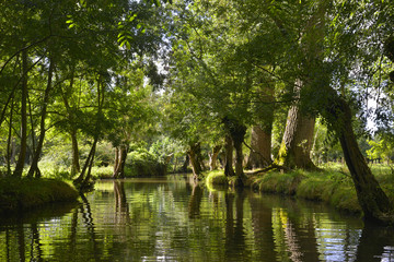 Miroir de fr&ecirc;nes t&ecirc;tard du Marais Poitevin &agrave; Coulon (79510),  d&eacute;partement des Deux-S&egrave;vres en r&eacute;gion Nouvelle-Aquitaine, France	