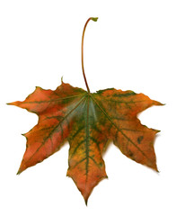 Autumn multicolor maple-leaf
